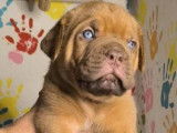 Chiots Dogue de Bordeaux à vendre