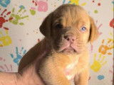 Chiots Dogue de Bordeaux à vendre