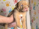 Chiots Dogue de Bordeaux à vendre
