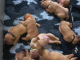 Chiots Dogue de Bordeaux à vendre