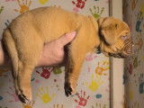 Chiots Dogue de Bordeaux à vendre