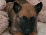 À réserver, 3 chiots Bergers Belges Malinois LOF