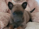 À réserver, 3 chiots Bergers Belges Malinois LOF
