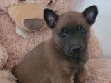 À réserver, 3 chiots Bergers Belges Malinois LOF