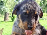À réserver : 3 chiots mâles Beauceron LOF