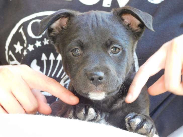 Bucle, chiot de 4 mois à adopter