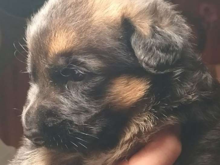 À vendre : 7 chiots Bergers Allemands LOF