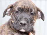 À vendre : 9 chiots Dogues de Majorque LOF