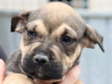 À vendre : 9 chiots Dogues de Majorque LOF