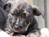 À vendre : 9 chiots Dogues de Majorque LOF