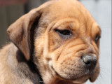 À vendre : 9 chiots Dogues de Majorque LOF