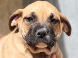 À vendre : 9 chiots Dogues de Majorque LOF