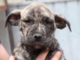 À vendre : 9 chiots Dogues de Majorque LOF