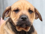 À vendre : 9 chiots Dogues de Majorque LOF