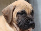 À vendre : 9 chiots Dogues de Majorque LOF