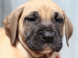 À vendre : 9 chiots Dogues de Majorque LOF