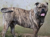À vendre : 9 chiots Dogues de Majorque LOF