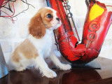 À réserver : 3 chiots Cavaliers King Charles non LOF
