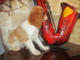 À réserver : 3 chiots Cavaliers King Charles non LOF