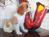 À réserver : 3 chiots Cavaliers King Charles non LOF