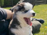Mâle Husky Sibérien disponible pour saillie