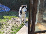 Mâle Husky Sibérien disponible pour saillie