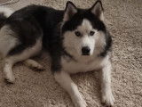 Mâle Husky Sibérien disponible pour saillie
