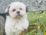 Chiots femelles Shih Tzu à vendre