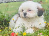 Chiots femelles Shih Tzu à vendre