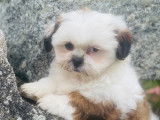 Chiots femelles Shih Tzu à vendre