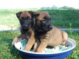 10 chiots Malinois LOF à réserver