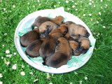 10 chiots Malinois LOF à réserver