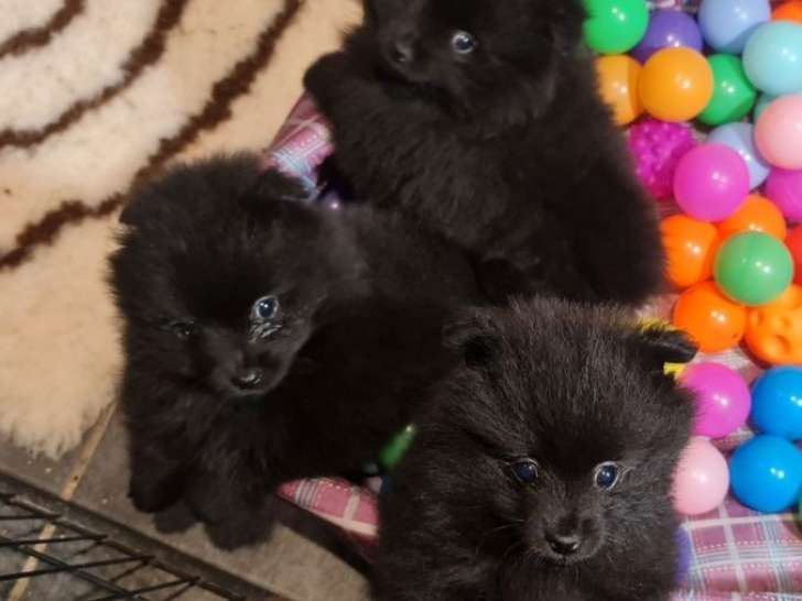 À réserver : 3 chiots Spitz Nains LOF