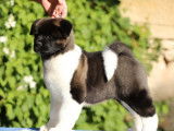 À vendre : un chiot mâle Akita Américain LOF