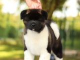 À vendre : un chiot mâle Akita Américain LOF