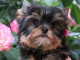 4 chiots Yorkshire Toys LOF à vendre