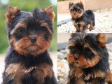4 chiots Yorkshire Toys LOF à vendre