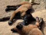 À vendre, 7 chiots Bergers Belges Tervuerens LOF