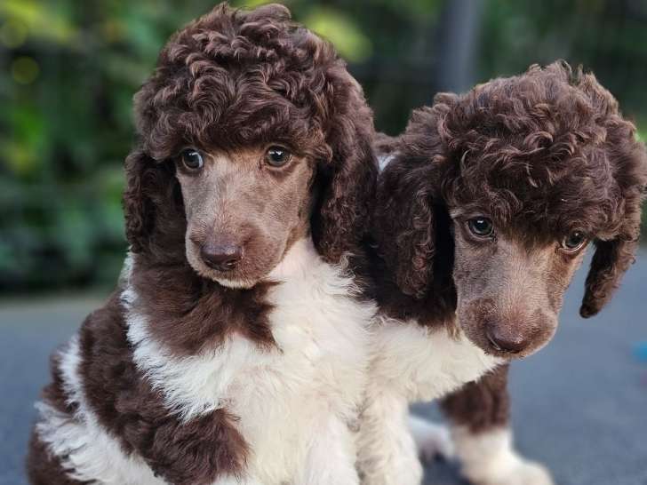 Chiots de race Caniche à vendre (5 femelles & 2 mâles)