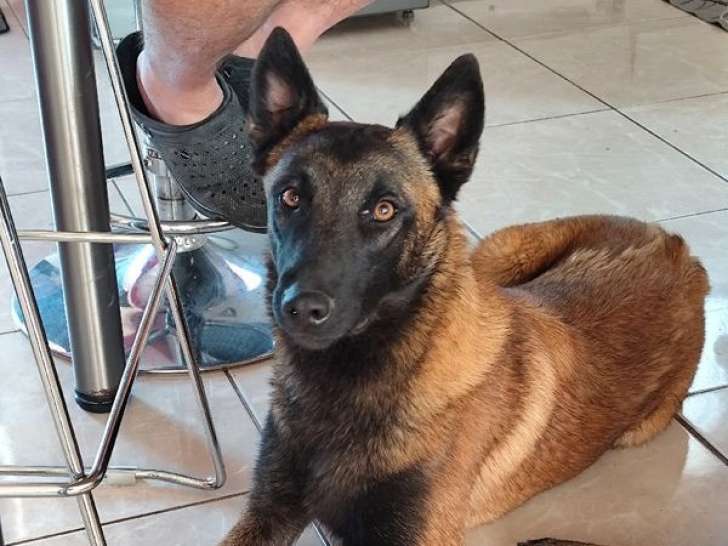 À vendre : 1 chien mâle Berger Belge Malinois LOF