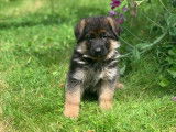 5 chiots Bergers Allemands femelles LOF disponibles à la réservation