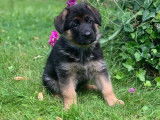 5 chiots Bergers Allemands femelles LOF disponibles à la réservation