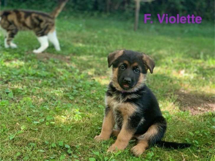 À réserver : 7 chiots Bergers Allemands LOF