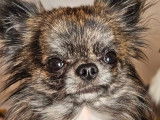 Disponible à la saillie, un chien Chihuahua LOF