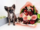 Disponible à la saillie, un chien Chihuahua LOF