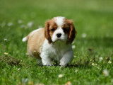 3 chiots Cavaliers King Charles LOF à vendre