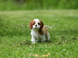 3 chiots Cavaliers King Charles LOF à vendre