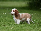 3 chiots Cavaliers King Charles LOF à vendre