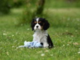 3 chiots Cavaliers King Charles LOF à vendre