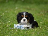 3 chiots Cavaliers King Charles LOF à vendre